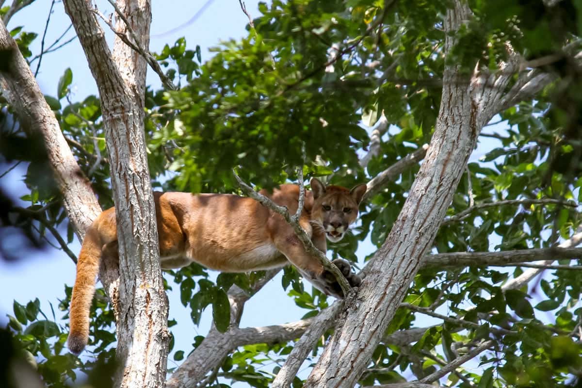 mountain-lion